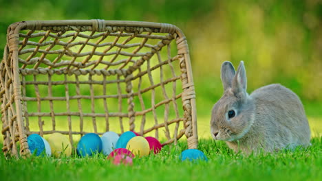 conejo de pascua escondiendo huevos en una canasta