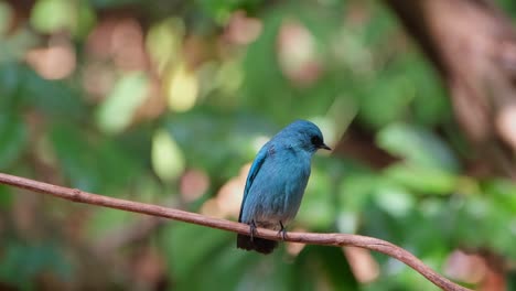 La-Cámara-Se-Desliza-Hacia-La-Derecha-Mientras-Se-Aleja-El-Canto-De-Este-Súper-Encantador-Pájaro-Azul,-Papamoscas-Verditer-Eumyias-Thalassinus,-Tailandia