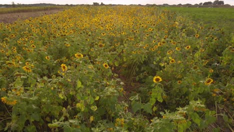 Girasoles-Por-Cientos