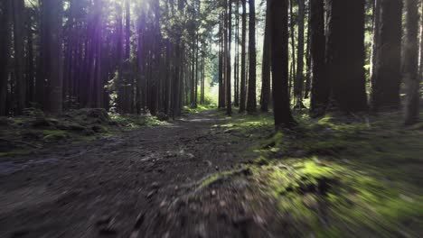 Forest-woods-in-summer-lush-green-pine-trees,-warm-evening-sun-shining,-flying-above-ground