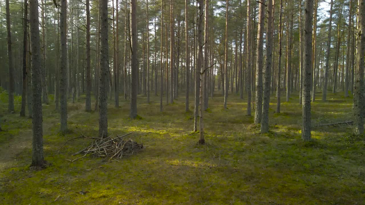 Aerial flythrough in a beautiful sun lit pine forest while sun shines on the ground that has green and brown moss and twigs on it. Footage moving through the forest slowly and shows details on trees.