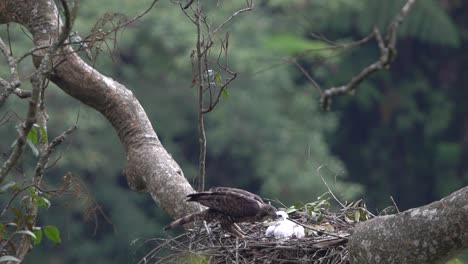 a-wild-javan-hawk-eagle-is-hhugging-its-baby-tighly-in-the-nest