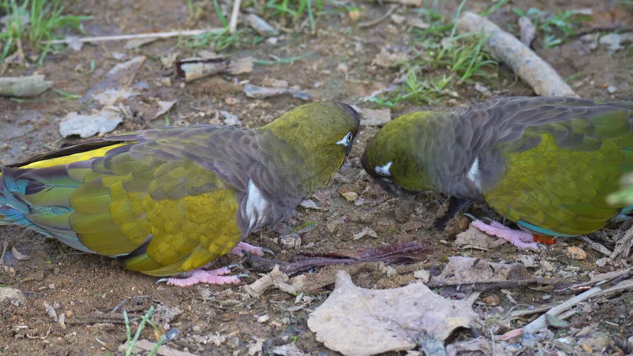 Una coppia di pappagalli scavatori (Cyanoliseus patagonus) che cercano cibo a terra, ripresa ravvicinata