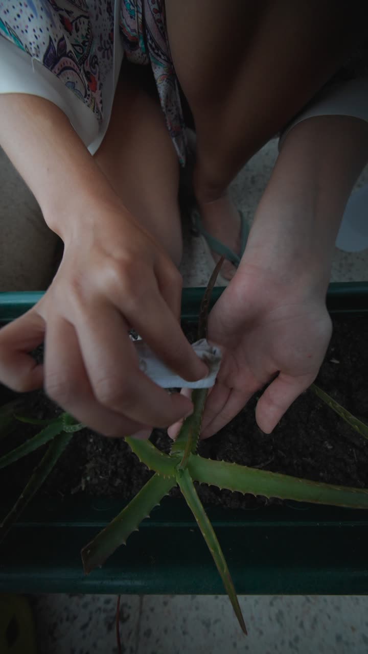 Woman Caring for Aloe Vera Plant