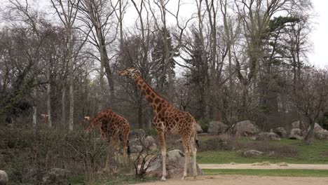 jirafas en el parque zoológico, animales de cuello largo comiendo hojas, safari en áfrica