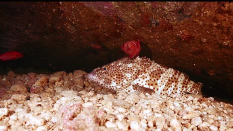 cute honeycomb grouper calmly lying on the ocean floor