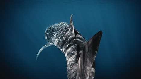 Rearview-of-large-spotted-whale-shark-tail-and-dorsal-fin-pumping-swaying-side-to-side