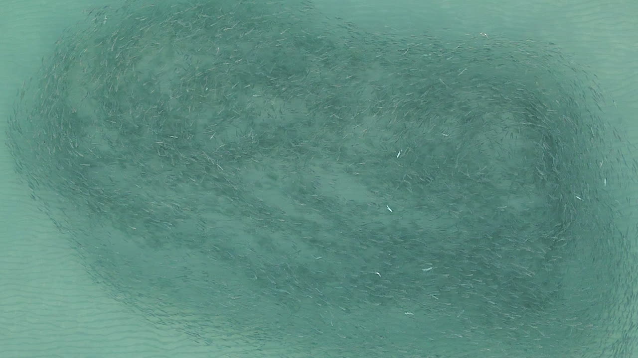 antena: gran cardumen de salmonete nadando sobre fondo marino de arena clara y poco profunda