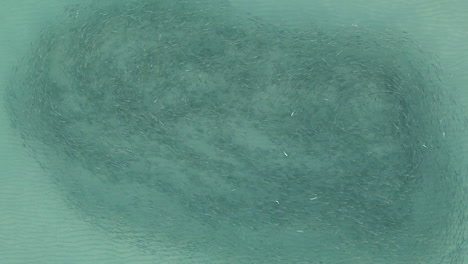 antena: gran cardumen de salmonete nadando sobre fondo marino de arena clara y poco profunda