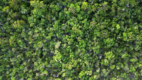 A-drone-flies-directly-down-towards-a-jungle-and-tropical-rainforest-facing-directly-down-towards-the-tree-canopy-in-the-Cayman-Islands-in-the-Caribbean