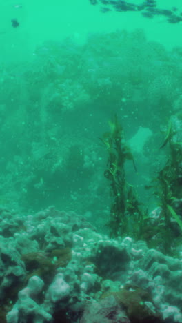 arrecife de coral submarino con peces