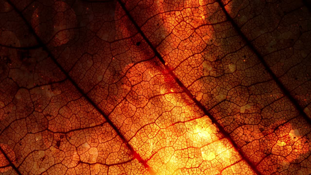 bucle de fondo del follaje de la temporada de otoño