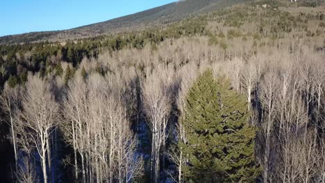 Aerial-view-of-a-bare-forest-with-snow-on-the-ground-in-Flagstaff,-Arizona