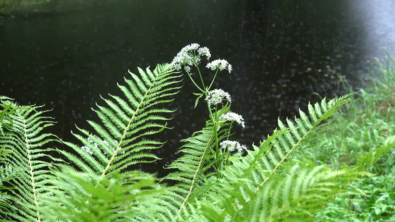 las hojas de las plantas de helecho y las gotas de lluvia borrosas caen sobre el agua del lago. 4k