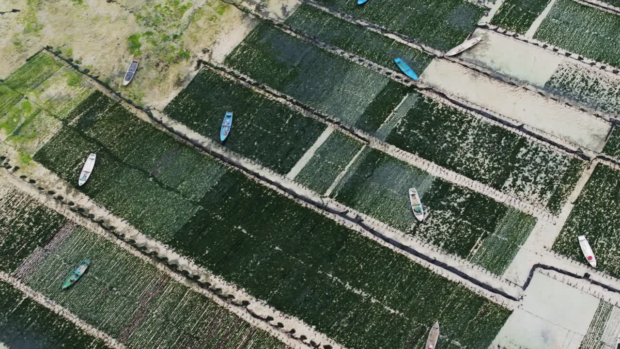 Aerial high angle overview trucking pan above seaweed farm fields arranged in rectangular plots over turquoise waters with boats