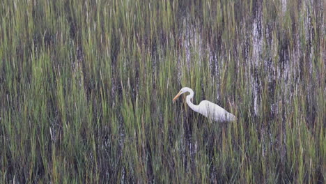 snowy egret stalks and eats a shrimp from the salt marsh grasses