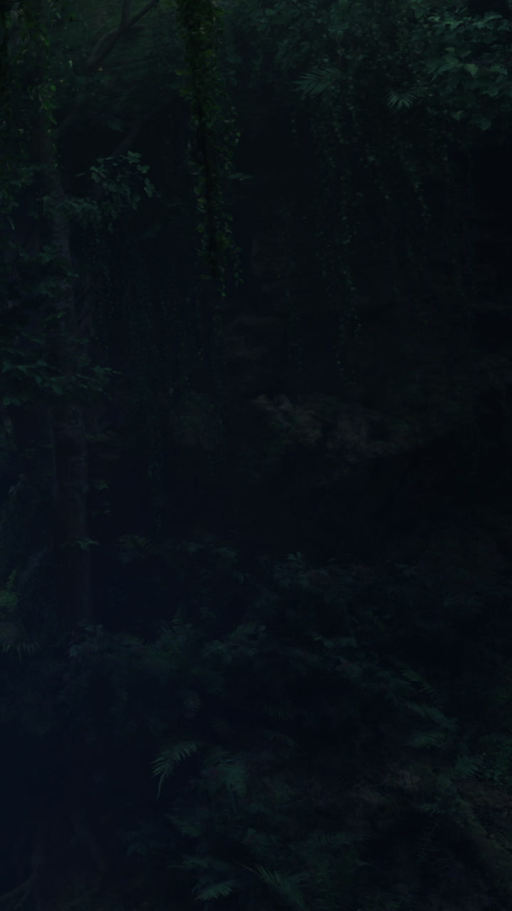View of a dense forest during twilight with dim light and shadows