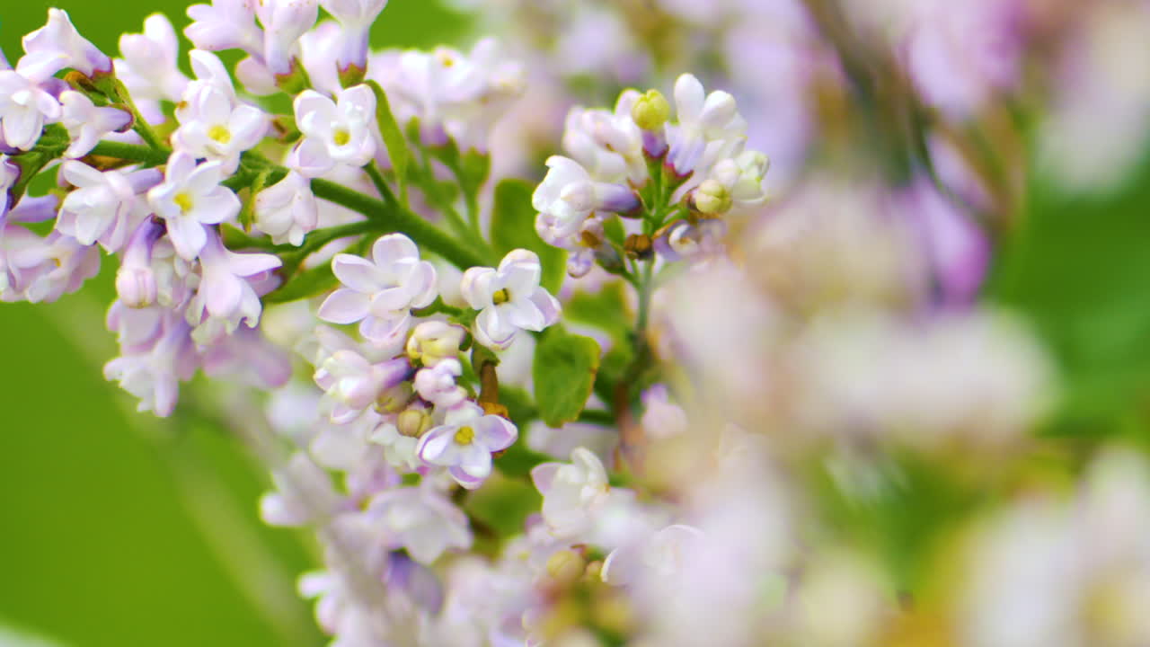 Pandangan dekat gerak lambat bunga lilac indah yang melambai lembut tertiup angin sepoi-sepoi.
