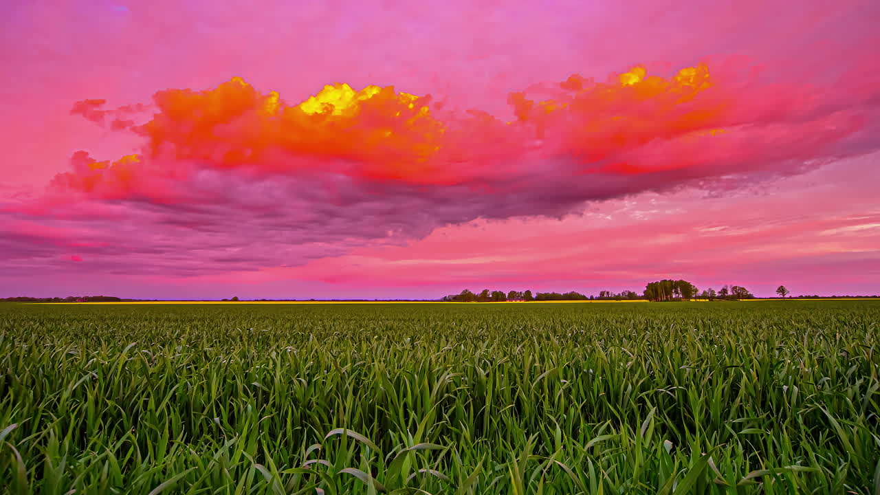 농부들의 들판이 있는 일몰의 놀라운 보라색 하늘