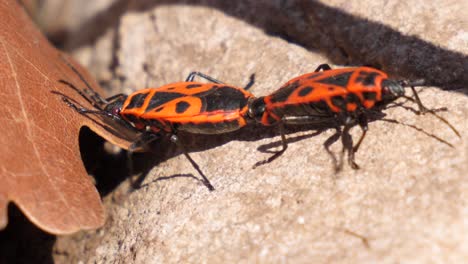 Macro-shot-of-two-mating-fire-bugs-crawling-over-a-brown-stone,-a-brown-leave-and-earth-in-a-forest