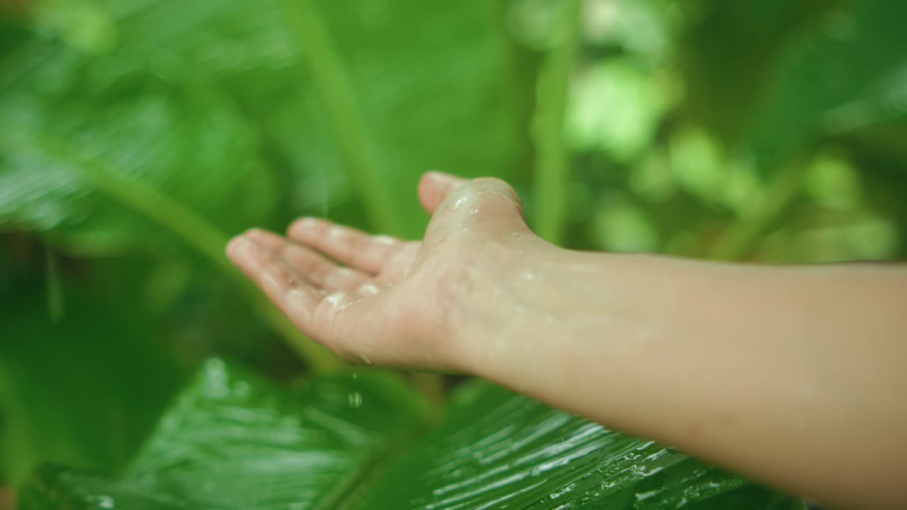 An open hand hovers above lush green wet leaves under soft falling rain droplets