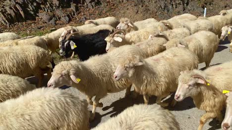 flock of sheep grazing on the road in mountains area of georgia