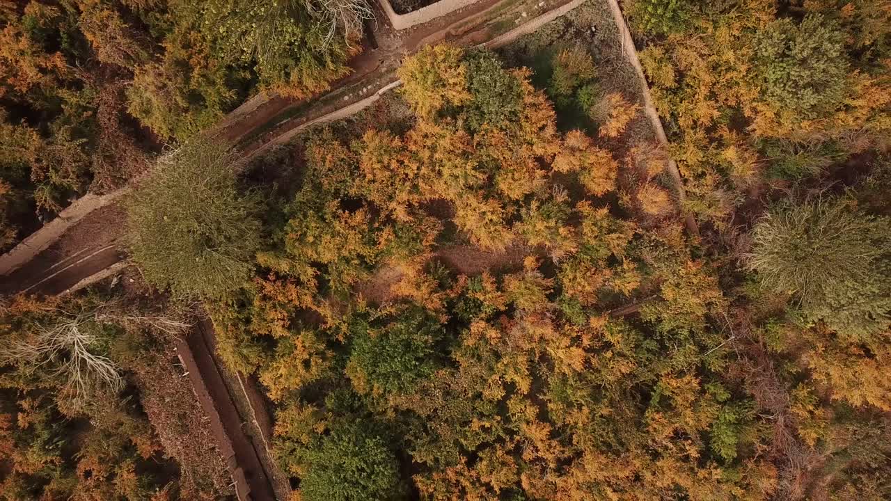 대나무 정원 농업 도로 레인 골목 노란색 녹색 오렌지색 잎은  ⁇ 은 신선한 비싼 맛있는 과일 익은 그리고 가을 시즌에 수확 이란 aqda ardakan yazd 사우디 아라비아 이집트