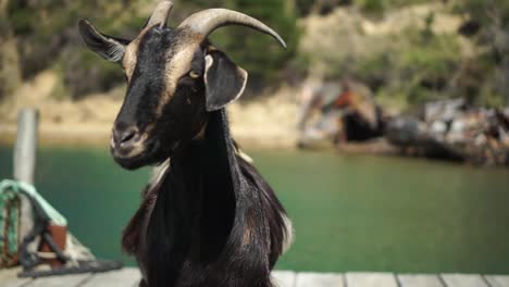 cámara lenta - cabra salvaje negra y marrón parada en el muelle, nueva zelanda