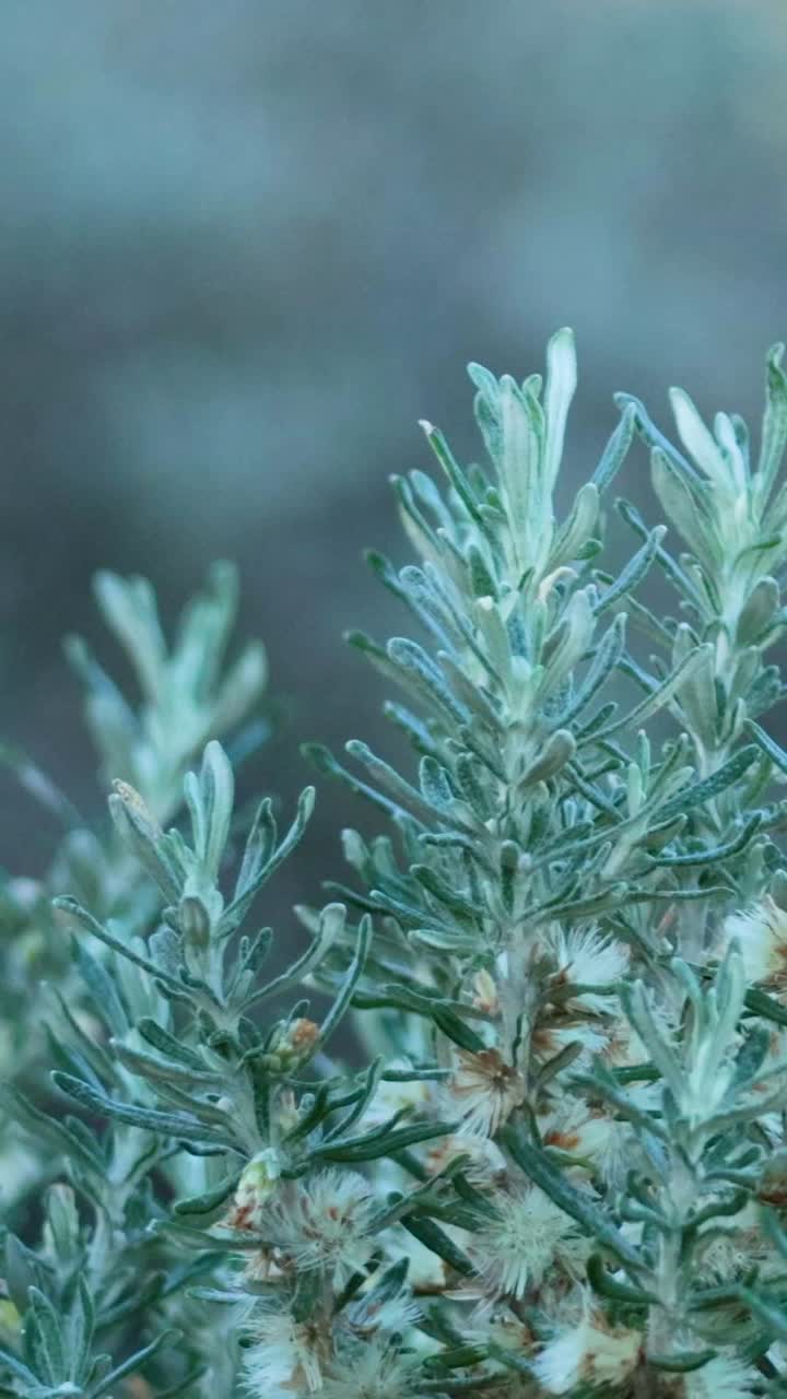 primer plano de una delicada planta verde con pequeñas flores