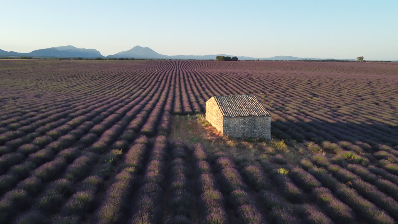 Lavender field and famous house in Plateau de Valensole at sunset, Provence, France. Travel destination in Europe