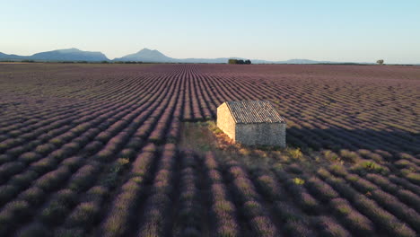 lavender field and famous house in plateau de valensole at sunset, provence, france. travel destination in europe