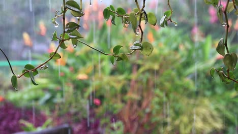 beautiful-flowers-hanging-against-the-background-of-heavy-rain,-noise-and-not-focus-clip