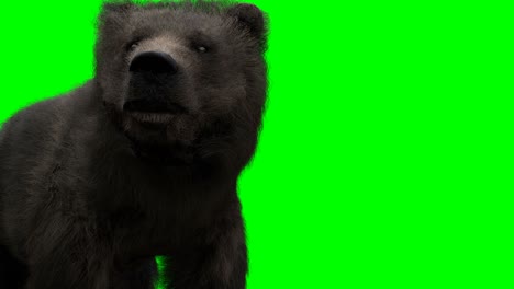 el oso de pie. una animación realista en pantalla verde.