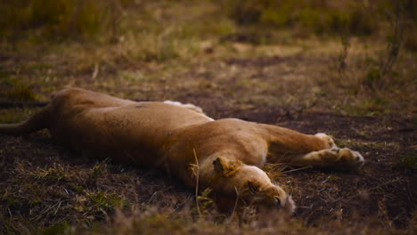 Close-up-shot-of-lioness-sleeping-peacefully-under-tree-shadow