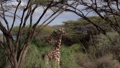 jirafas en un parque nacional de kenia en cámara lenta