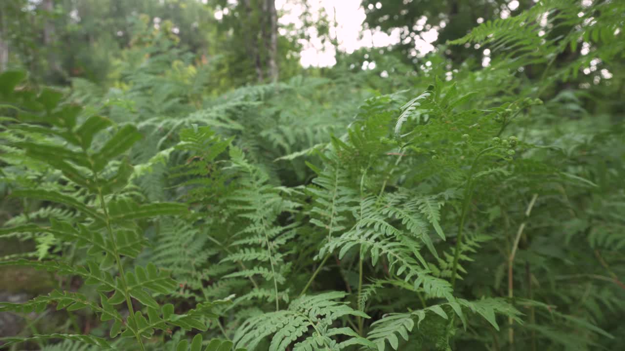 tiro deslizante: hermosos helechos forestales en una espesa vegetación forestal