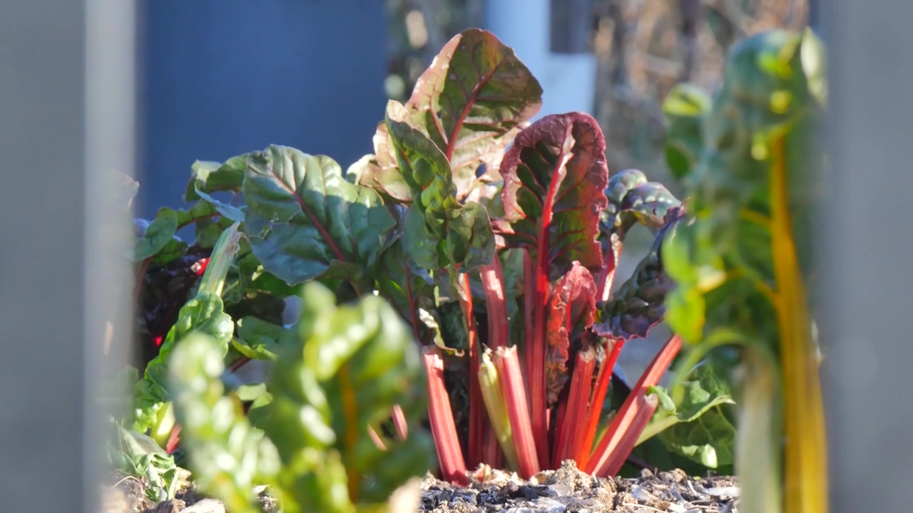 Légume-feuille dans le potager