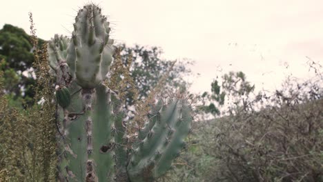 cactus, spines and nature in the midst landscape