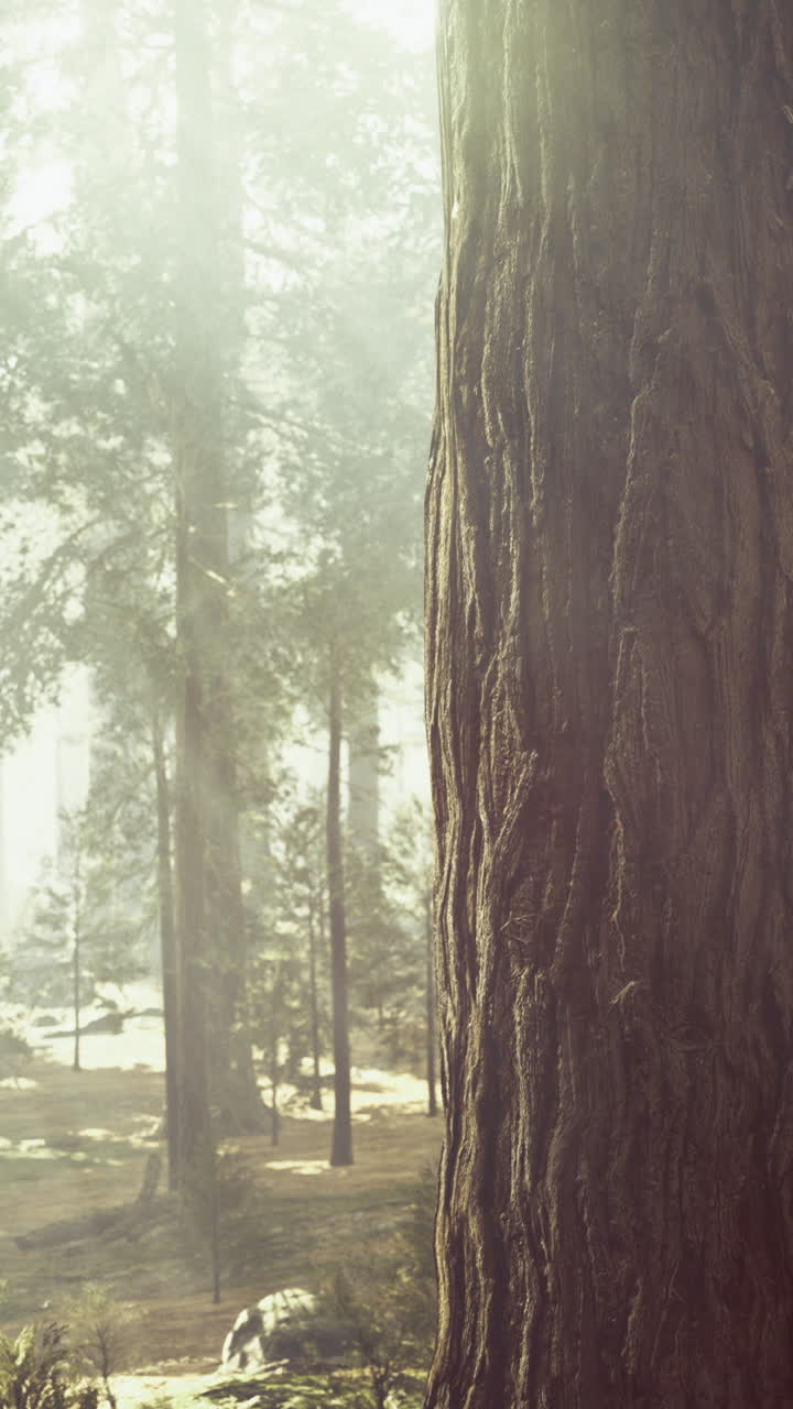Sunlight filters through a dense forest of towering trees during morning hours