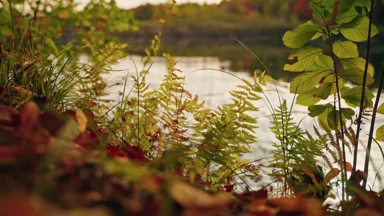 Lush greenery and ferns by a quiet forest pond in an autumn setting, North America, Quebec, Montreal, Canada.