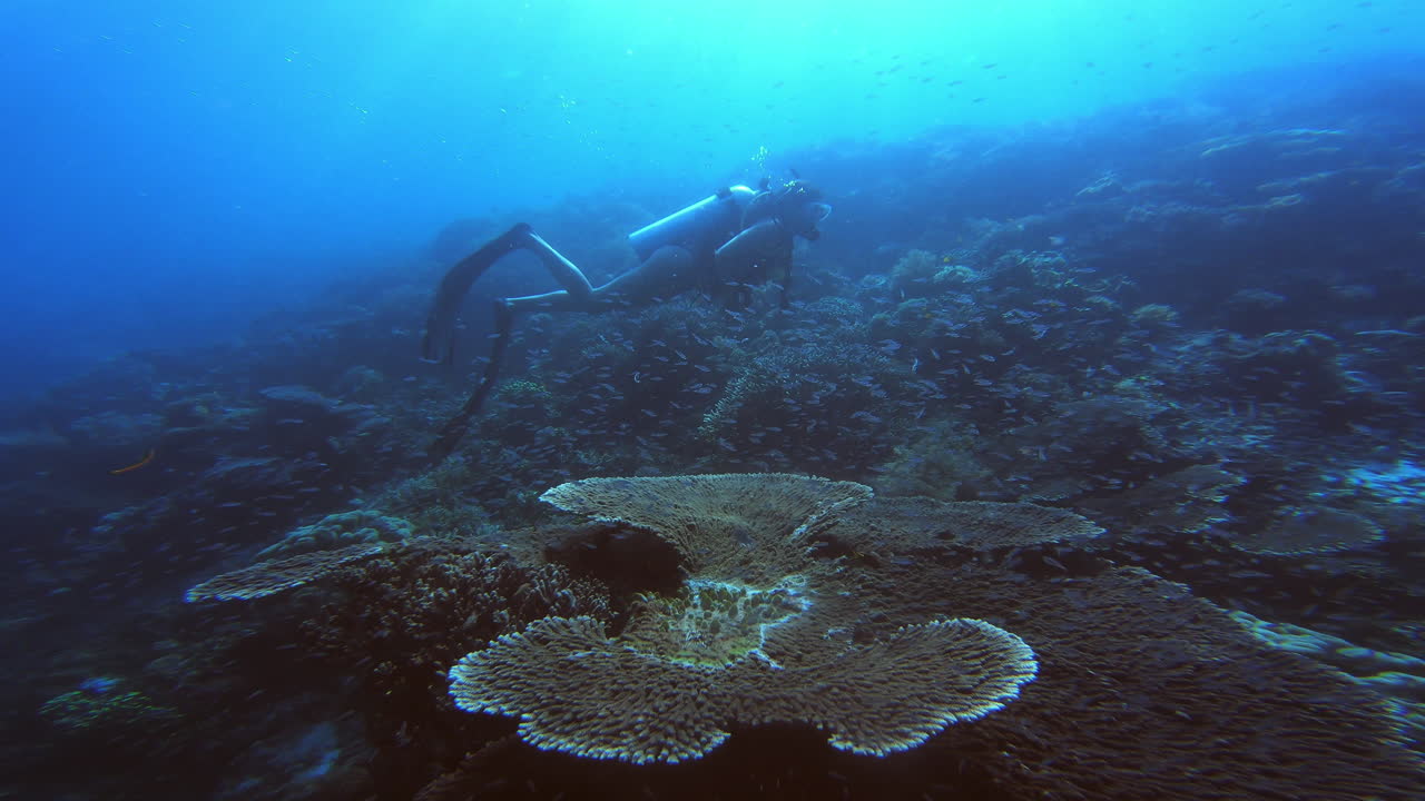 이 산호초는 거대합니다.