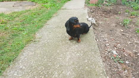 hermoso perro dachshund negro sentado afuera en el patio