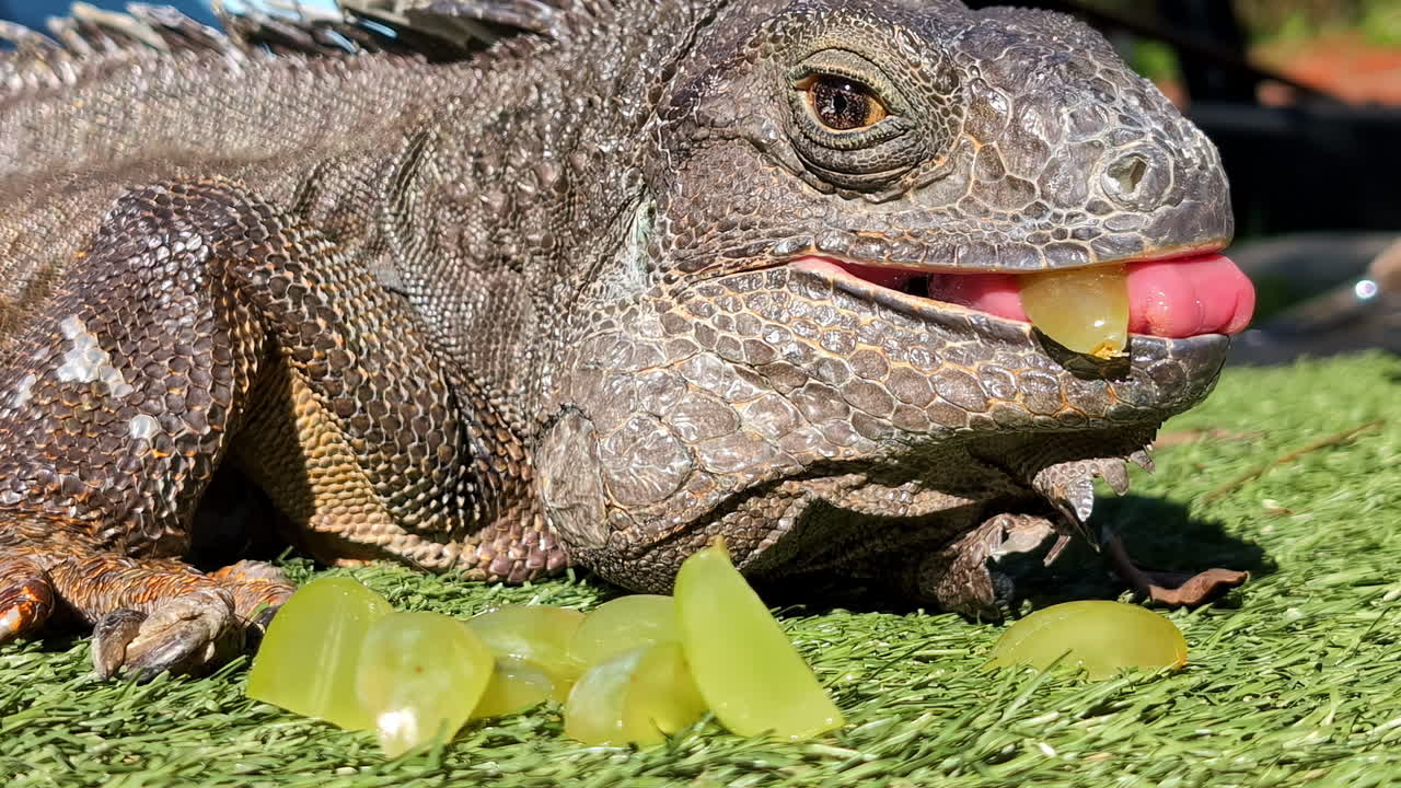Primo piano di iguana felice che mangia frutta verde