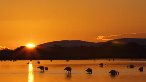 Puesta-De-Sol-Naranja-Y-Siluetas-De-Flamencos-Sobre-Un-Estanque-Francia-Cámara-Lenta