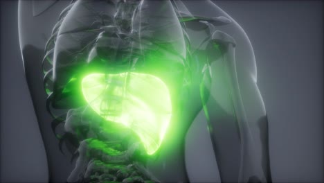 Radiologieuntersuchung-Der-Menschlichen-Leber