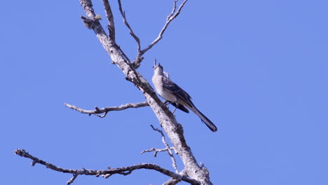 Northern-mockingbird,-perched-on-a-leafless-branch