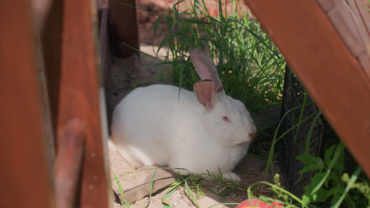 Peaceful Hare Resting Beneath Wooden Bench, Serene White Rabbit Lying In Lush Shaded Grass Environment, Quiet Rabbit Comfortably Nestled Among Blades Of Grass Beneath Shaded Midday Sunlight