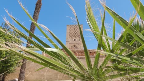 rabat's hassan tower, morocco, peeking through green palm fronds