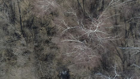 Aerial-View-of-Birch-Trees-Reflected-in-Water