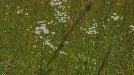 From-a-mountain-meadow-off-the-Blue-Ridge-Parkway